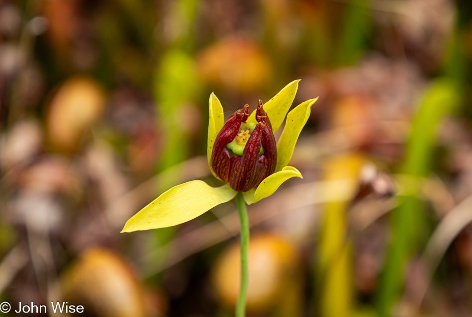 Darlingtonia State Natural Site in Florence, Oregon