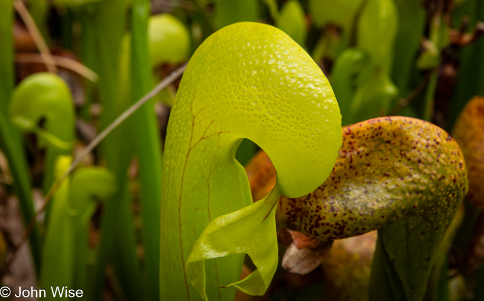 Darlingtonia State Natural Site in Florence, Oregon