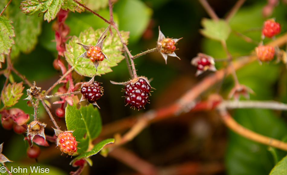 Berries at Darlingtonia State Natural Site in Florence, Oregon