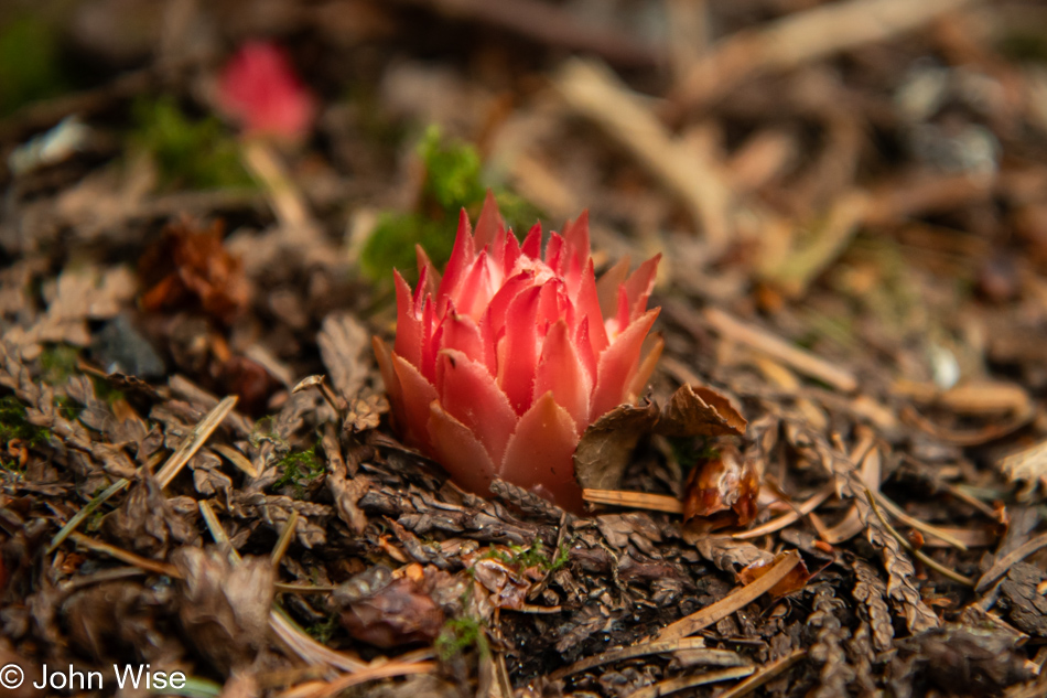 Hemitomes congestum a.k.a. the gnome plant at Darlingtonia State Natural Site in Florence, Oregon