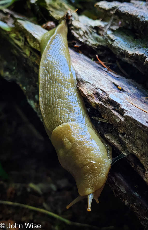 Banana slug on the Cascade Head Rainforest Trail in Otis, Oregon