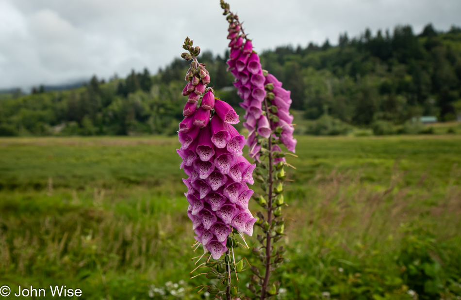 Foxglove off Highway 101 in Otis, Oregon