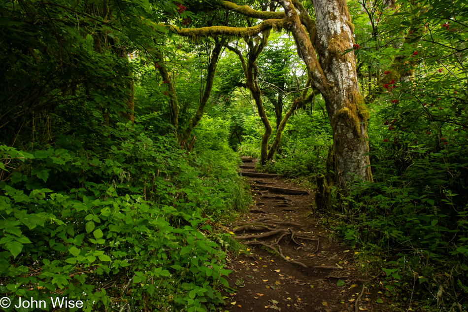 Lower Cascade Head Trail in Otis, Oregon