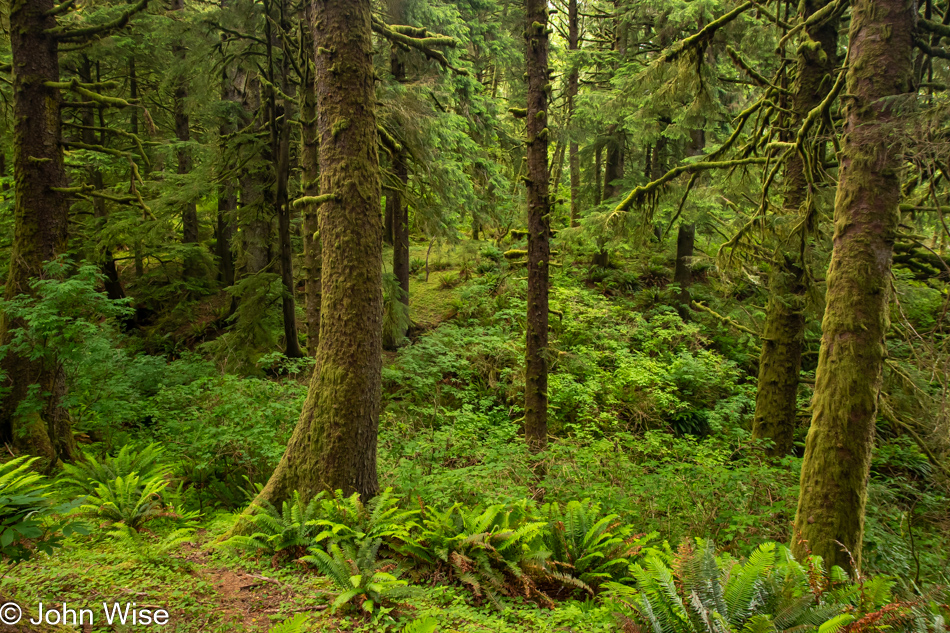 Lower Cascade Head Trail in Otis, Oregon