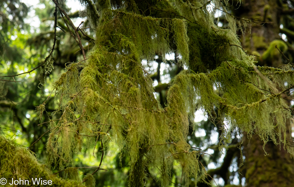 Lower Cascade Head Trail in Otis, Oregon