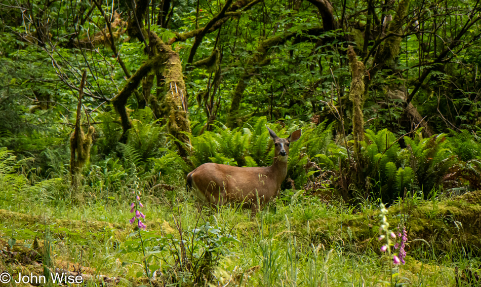 Deer on the Lower Cascade Head Trail in Otis, Oregon