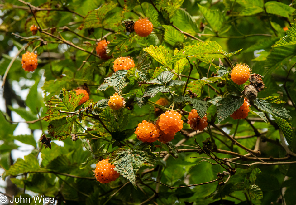 Salmonberries on the Lower Cascade Head Trail in Otis, Oregon