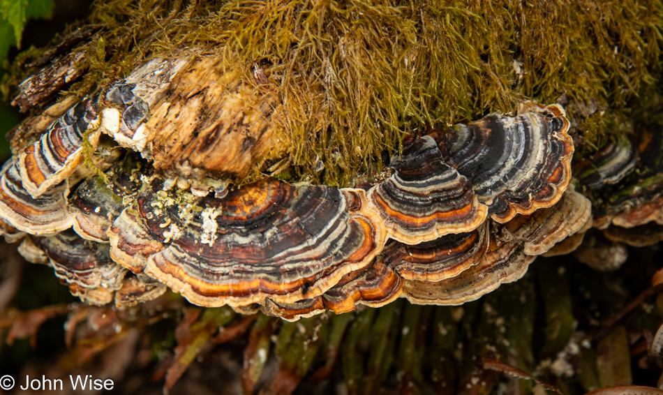 Turkey Tail Fungus on the Lower Cascade Head Trail in Otis, Oregon