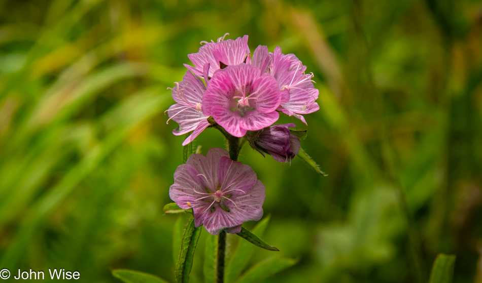 Prairie Mallow on the Lower Cascade Head Trail in Otis, Oregon