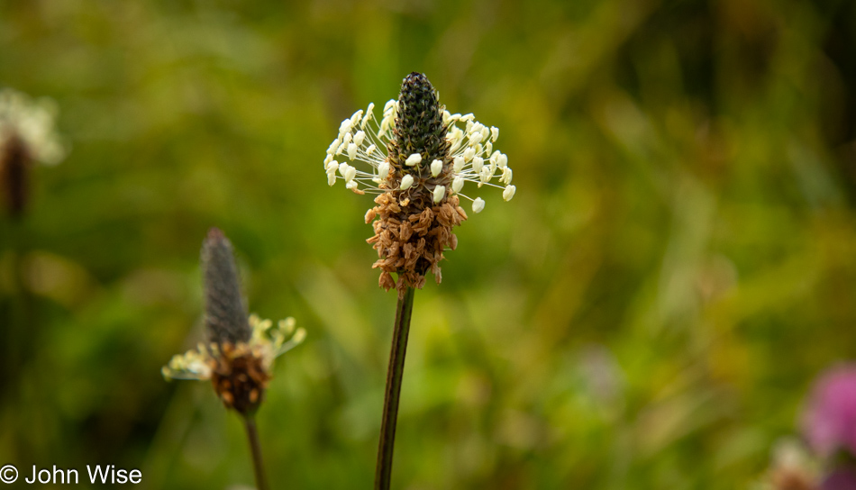 Ribwort Plantain on the Lower Cascade Head Trail in Otis, Oregon