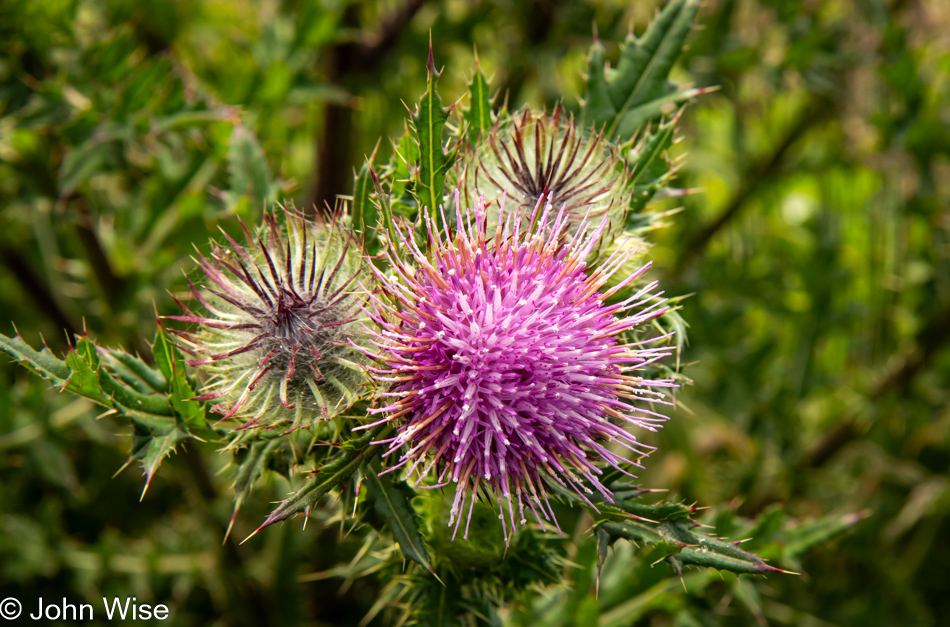 Milk Thistle on the Lower Cascade Head Trail in Otis, Oregon