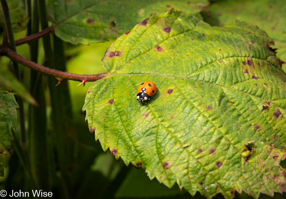 Ladybug on the Lower Cascade Head Trail in Otis, Oregon