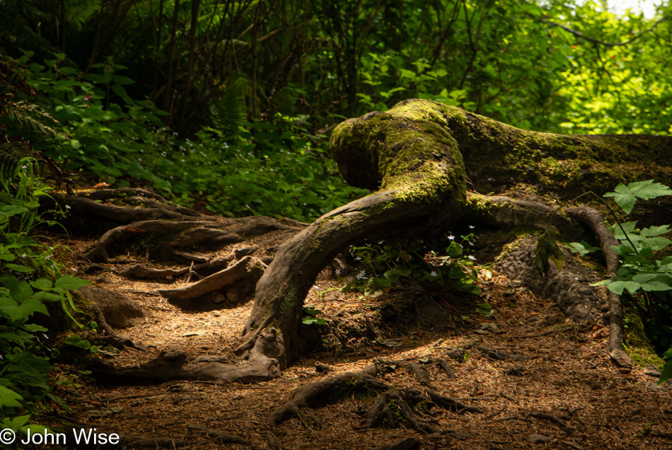 Lower Cascade Head Trail in Otis, Oregon