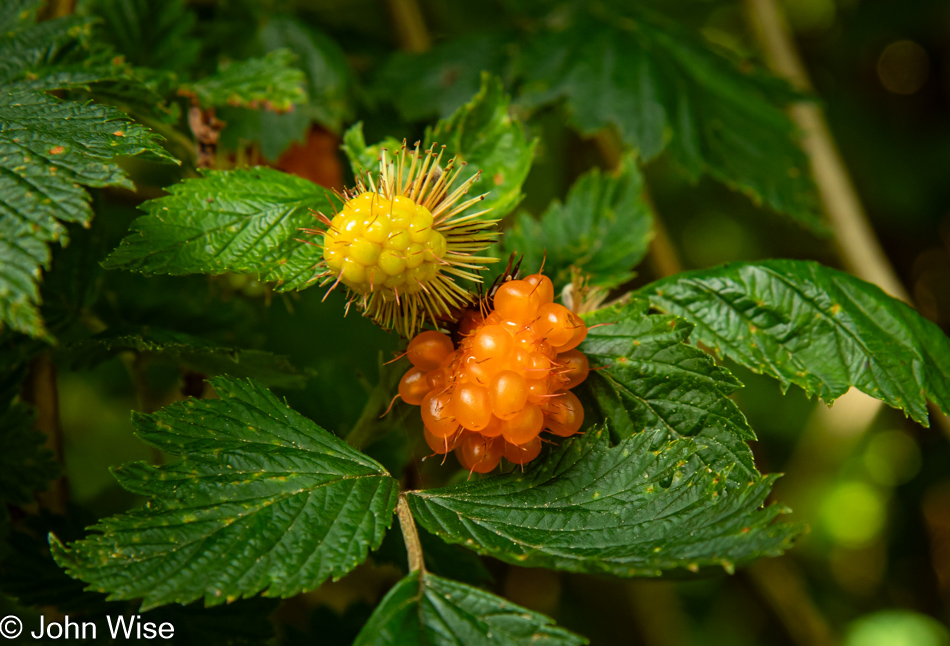 Salmonberries on the Lower Cascade Head Trail in Otis, Oregon