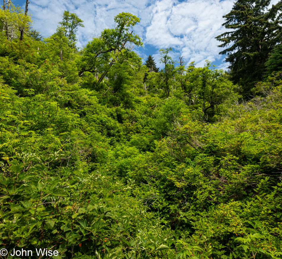 Lower Cascade Head Trail in Otis, Oregon