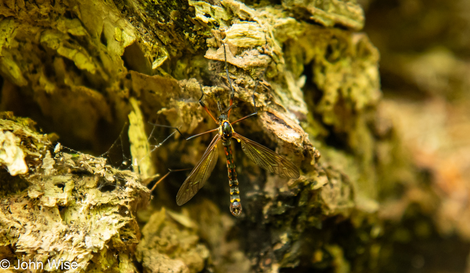 Crane Fly on the Lower Cascade Head Trail in Otis, Oregon