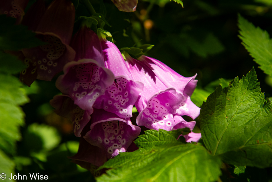 Foxglove on the Lower Cascade Head Trail in Otis, Oregon