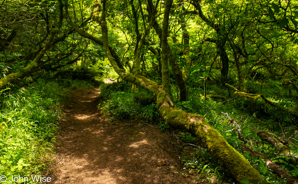 Lower Cascade Head Trail in Otis, Oregon