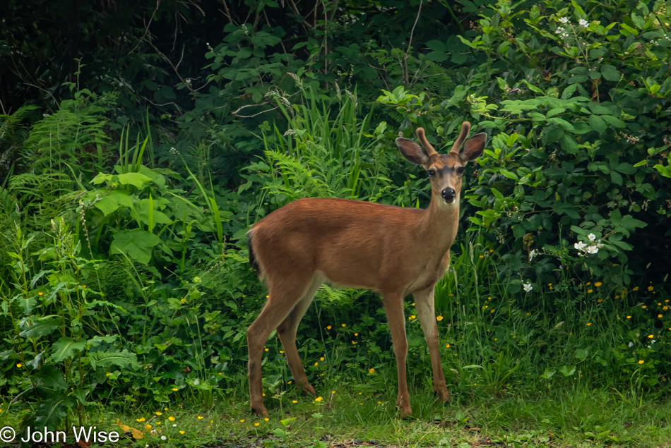 Deer in Depoe Bay, Oregon