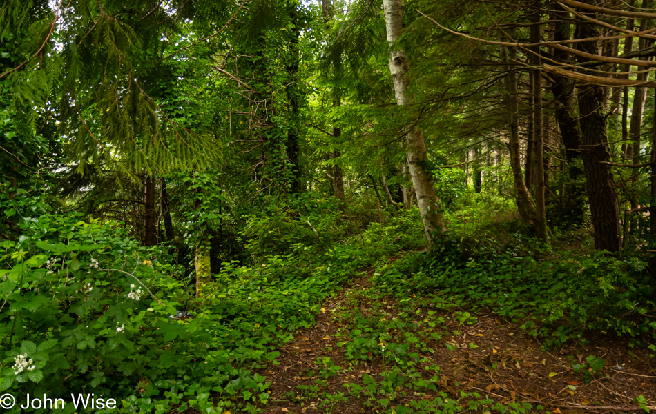 Forest near house we are staying at in Depoe Bay, Oregon