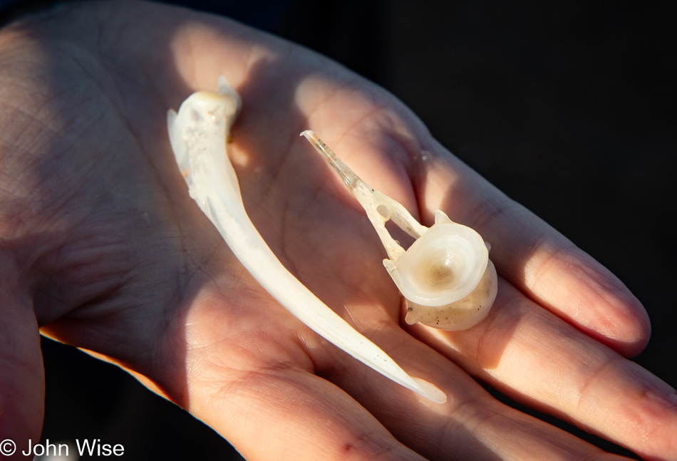 Bones on Gleneden Beach in Lincoln Beach, Oregon