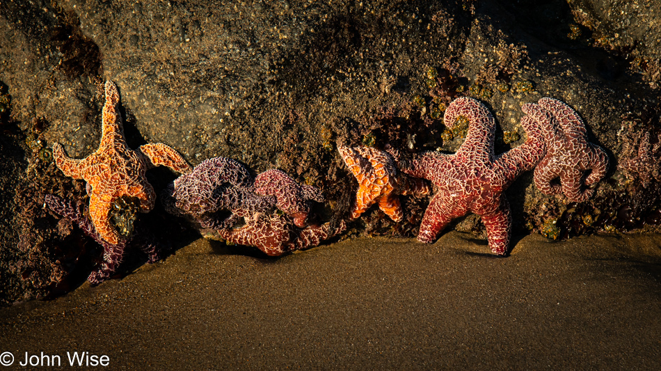 Sea Stars at North Fogarty Creek Beach in Depoe Bay, Oregon