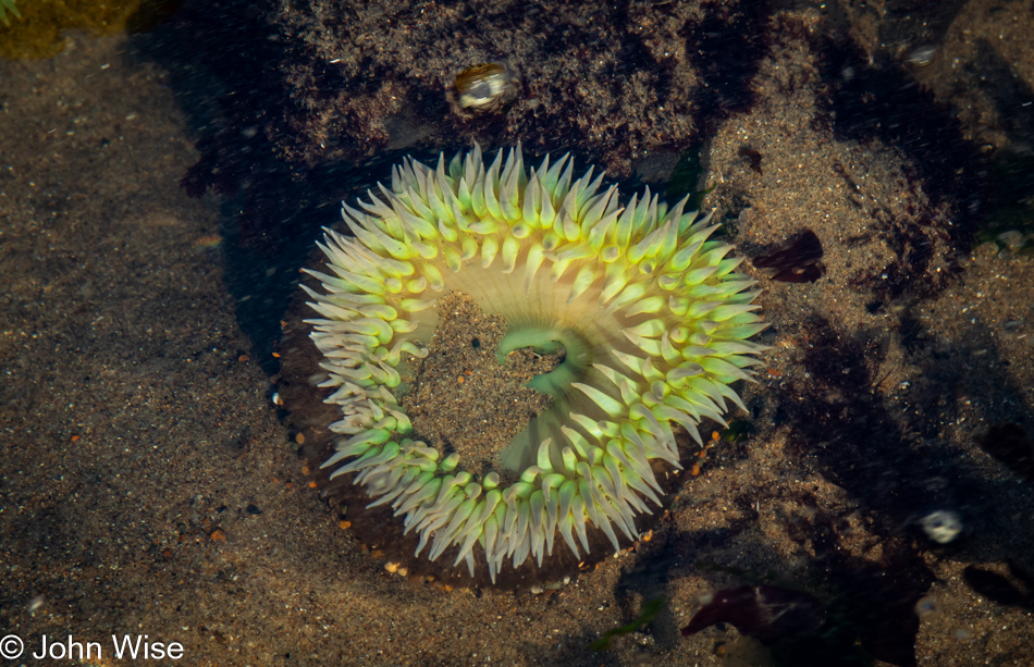 Anemone at North Fogarty Creek Beach in Depoe Bay, Oregon