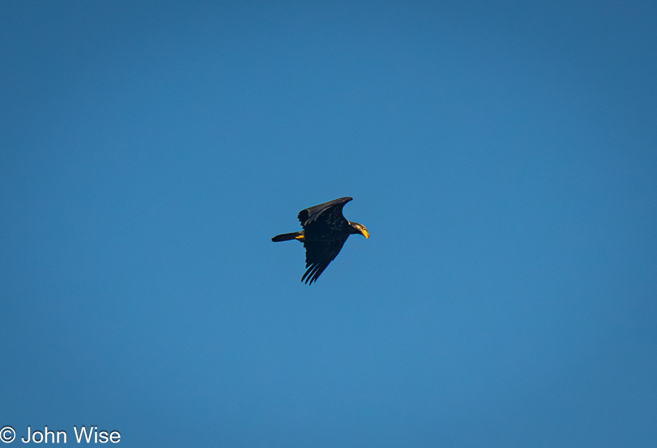 Bald Eagle at North Fogarty Creek Beach in Depoe Bay, Oregon