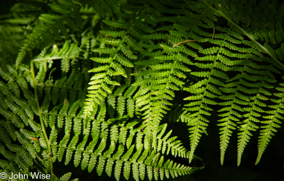 Cascade Head Rainforest Trail in Otis, Oregon