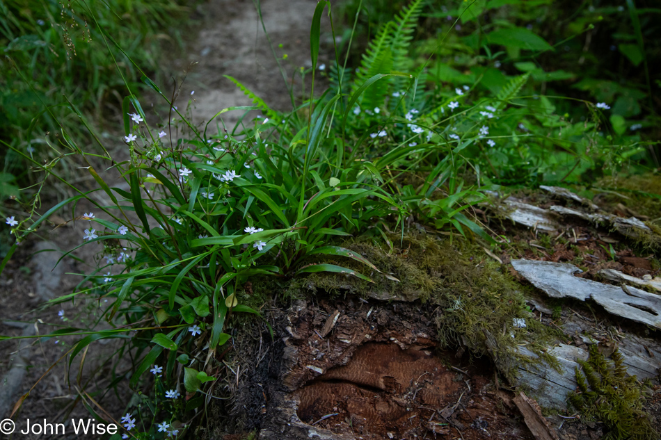 Cascade Head Rainforest Trail in Otis, Oregon