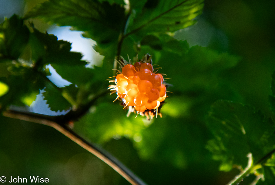 Salmonberry on the Cascade Head Rainforest Trail in Otis, Oregon