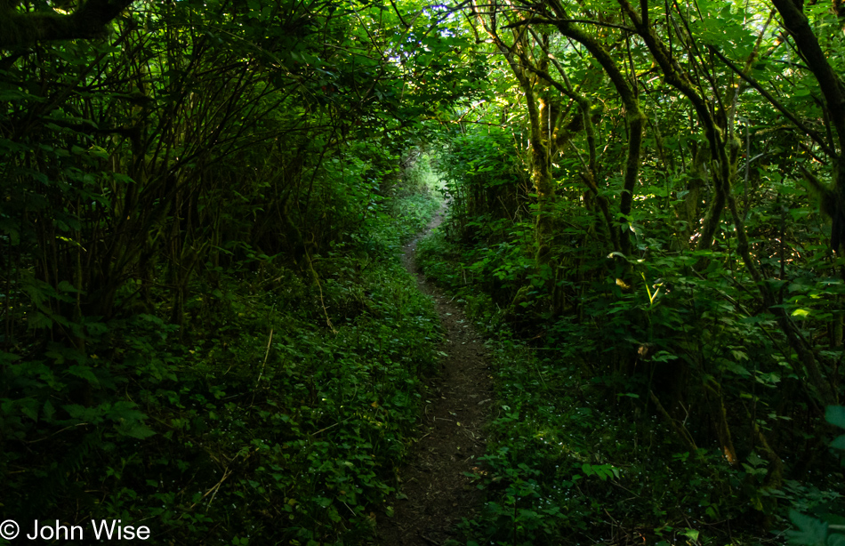 Cascade Head Rainforest Trail in Otis, Oregon