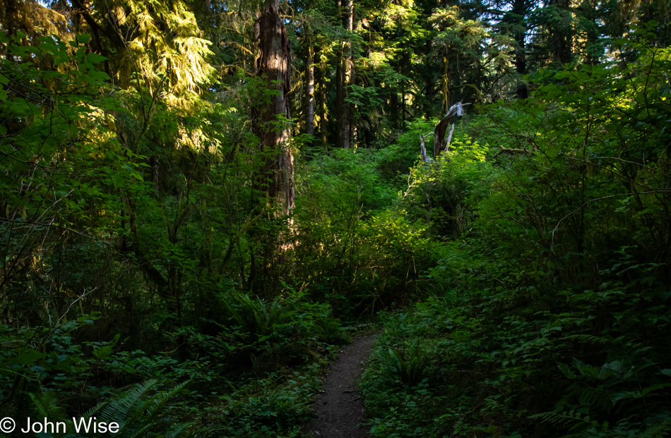 Cascade Head Rainforest Trail in Otis, Oregon