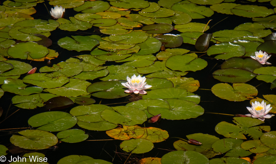 Water lilies across from Woahink Lake in Florence, Oregon 