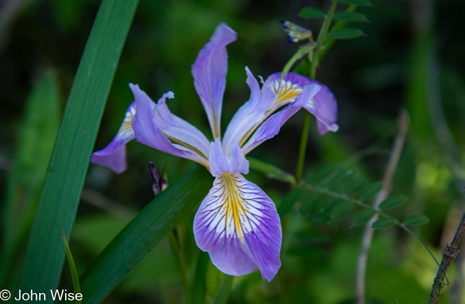 Iris at Floras Lake and the Boice-Cope Park in Langlois, Oregon