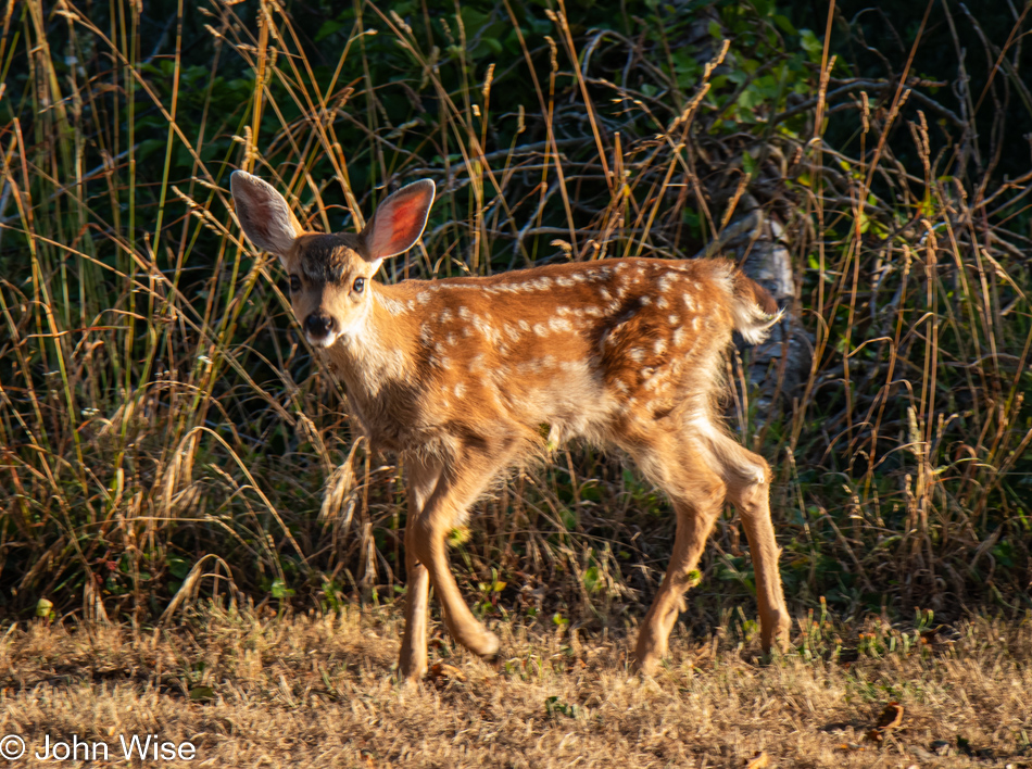 Fawn at Garrison Lake in Port Orford, Oregon