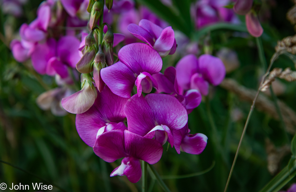 Sweet Pea at Tseriadun State Recreation Site in Port Orford, Oregon