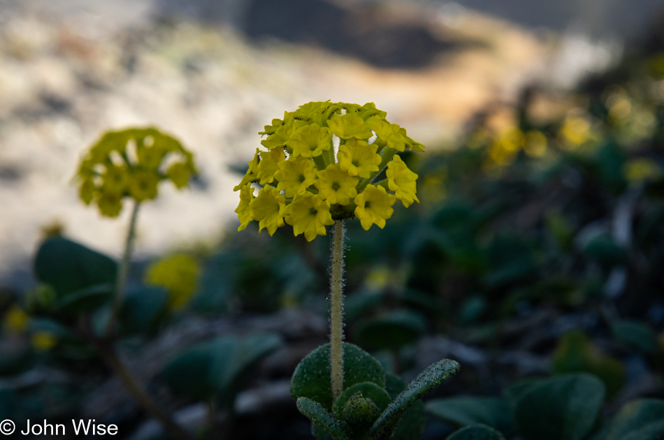 Coastal sand verbena at Meyers Creek Beach north of Pistol River, Oregon