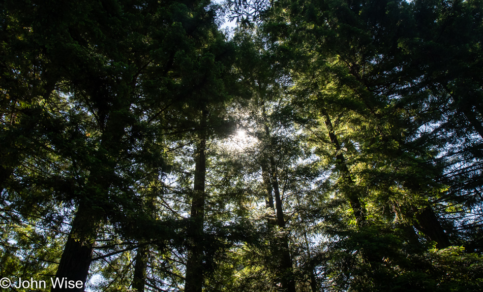 Redwoods in Northern California