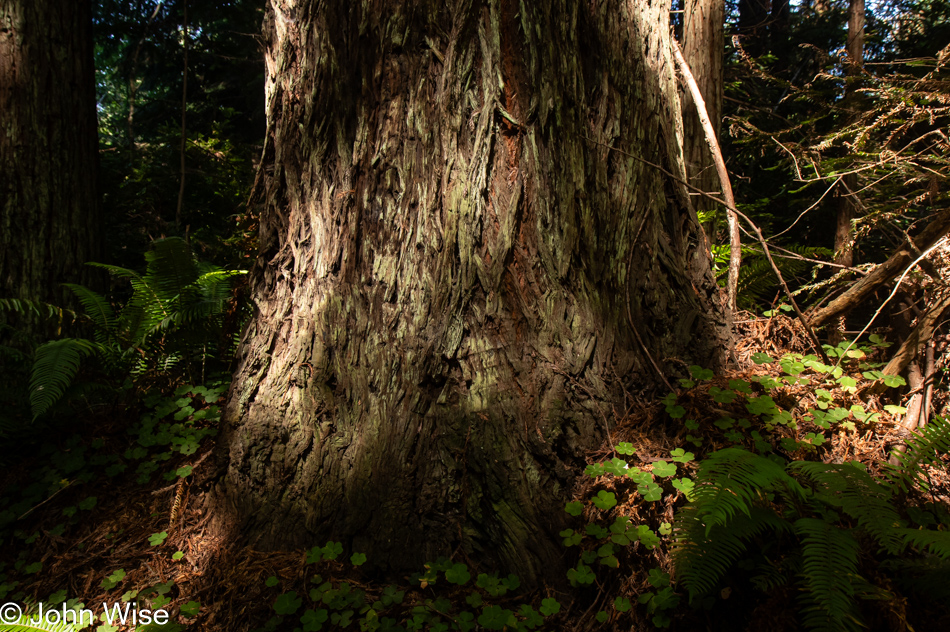 Redwoods in Northern California