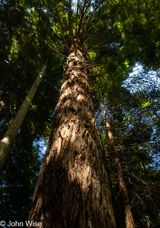 Redwoods in Northern California