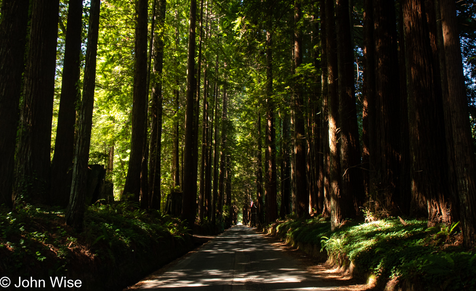 Redwoods in Northern California