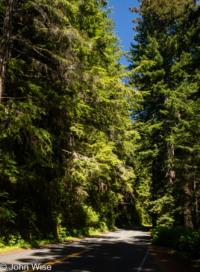 Prairie Creek Redwoods State Park in Orick, California