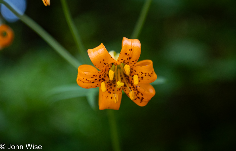 Tiger Lily at Prairie Creek Redwoods State Park in Orick, California