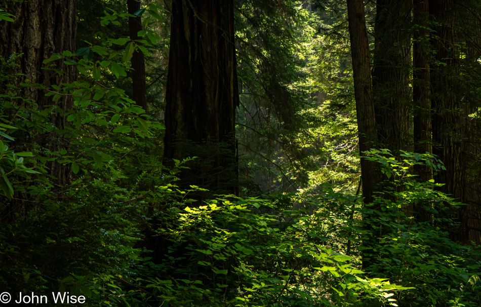 Prairie Creek Redwoods State Park in Orick, California