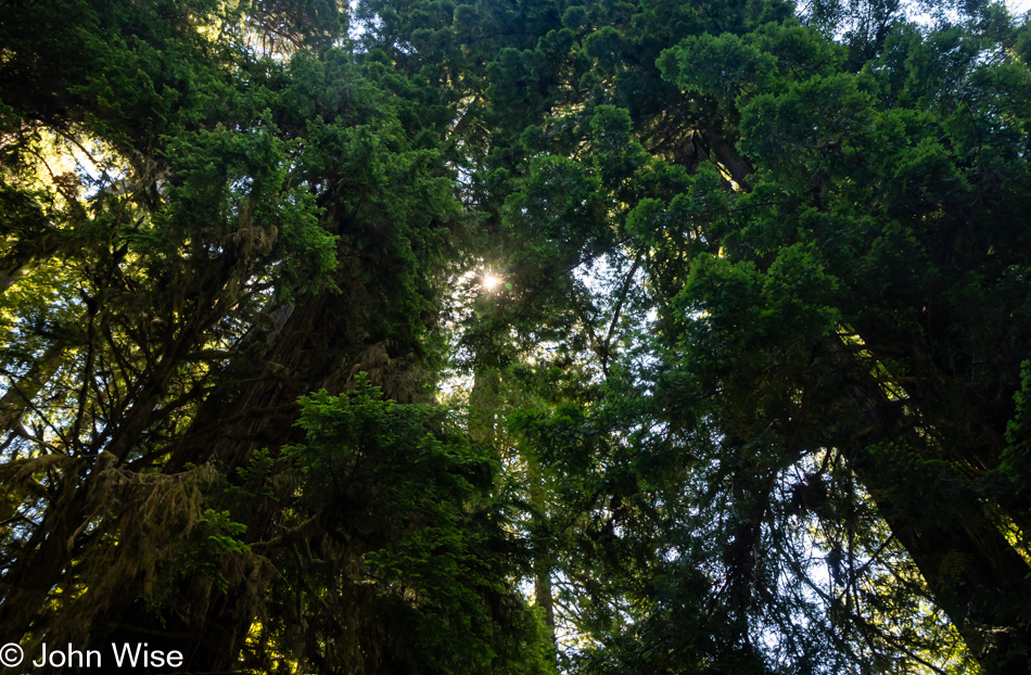 Prairie Creek Redwoods State Park in Orick, California