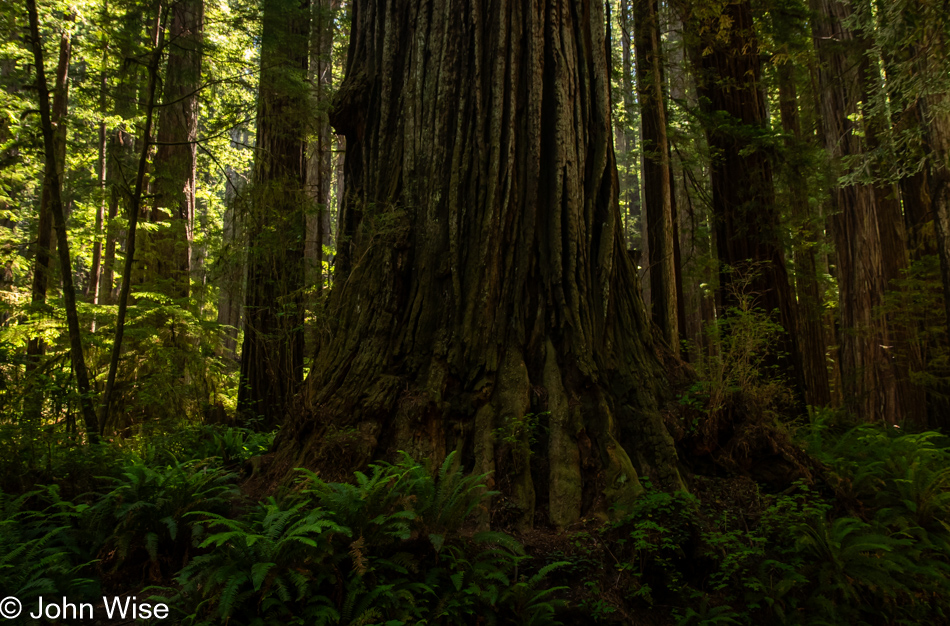 Prairie Creek Redwoods State Park in Orick, California