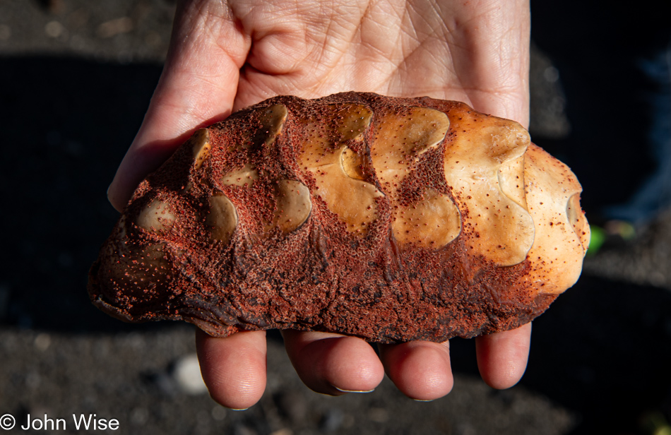 Gumboot chiton shell at the Black Sand Beach on The Lost Coast of California