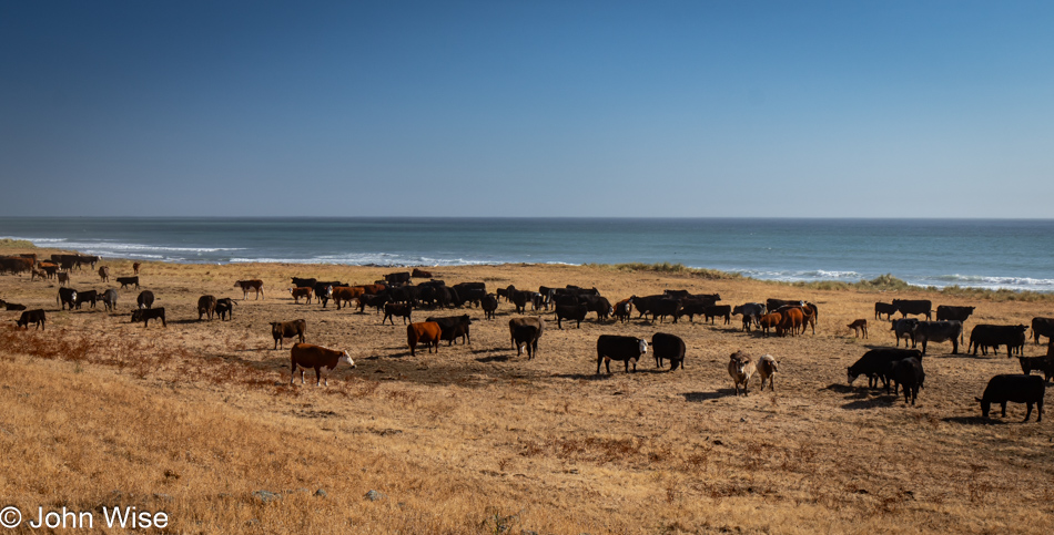 Point of Cows on Mattole Road at The Lost Coast of California