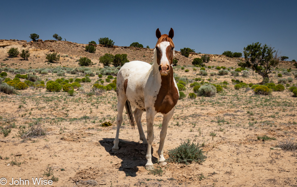 Horse in White Horse, New Mexico